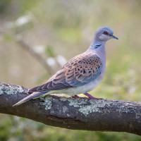 European Turtle Dove